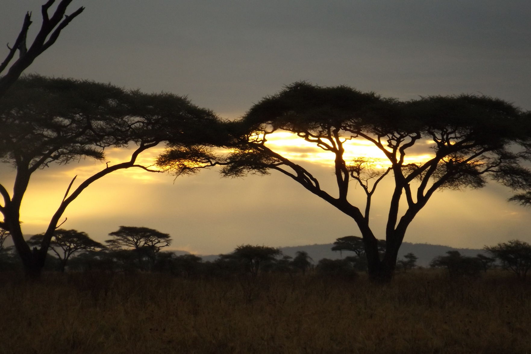 Good night, Serengeti